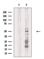 FOXD4L1 Polyclonal Antibody