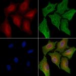 GGH Polyclonal Antibody