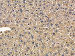 GLRB Polyclonal Antibody