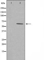 GRB14 Polyclonal Antibody
