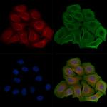 R3HCC1L Polyclonal Antibody