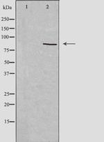 R3HCC1L Antibody in Western Blot (WB)