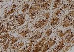 GNB5 Polyclonal Antibody