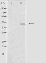 GNL1 Antibody in Western Blot (WB)
