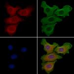 GBP3 Polyclonal Antibody