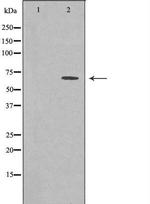 GBP3 Antibody in Western Blot (WB)