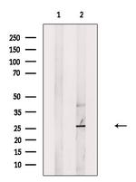 HLA-DOA Polyclonal Antibody