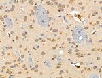 HLA-DPA1 Antibody in Immunohistochemistry (Paraffin) (IHC (P))