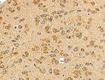 HLA-DPA1 Antibody in Immunohistochemistry (Paraffin) (IHC (P))