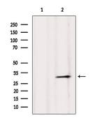 HLA-DPA1 Antibody in Western Blot (WB)