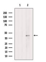 HOXA5 Polyclonal Antibody