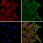 CEP97 Polyclonal Antibody