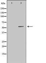 LILRA1 Polyclonal Antibody