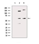 LILRA2 Antibody in Western Blot (WB)