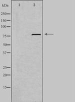 LRP3 Antibody in Western Blot (WB)