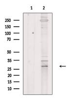 CD58 Polyclonal Antibody