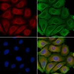 PGRMC2 Polyclonal Antibody