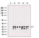 PGRMC2 Antibody in Western Blot (WB)