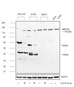 MBTPS1 Antibody in Western Blot (WB)
