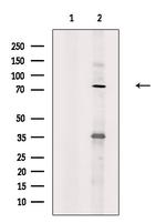 MAP9 Polyclonal Antibody