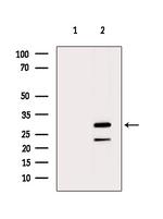 MRPS2 Antibody in Western Blot (WB)