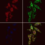 MRPS36 Polyclonal Antibody