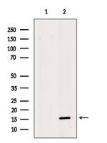 MRPS36 Antibody in Western Blot (WB)