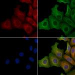 SLC25A11 Polyclonal Antibody