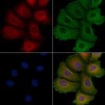 MRPL4 Polyclonal Antibody