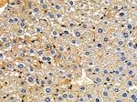MRPL4 Antibody in Immunohistochemistry (Paraffin) (IHC (P))