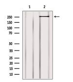 MYO9B Polyclonal Antibody