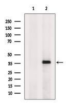 MT-ND1 Polyclonal Antibody