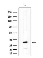 NEURL2 Polyclonal Antibody
