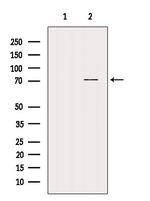 NRXN3 Polyclonal Antibody