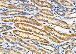 NXPH1 Polyclonal Antibody