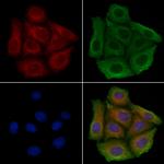 NXPH3 Polyclonal Antibody