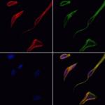 NXPH4 Polyclonal Antibody