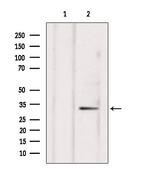 NXPH4 Antibody in Western Blot (WB)