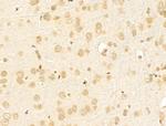 NBPF Pan Antibody in Immunohistochemistry (Paraffin) (IHC (P))