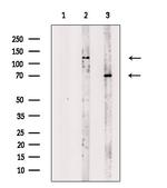NBPF Pan Antibody in Western Blot (WB)