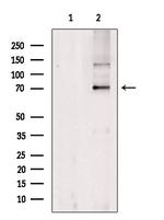 NXF3 Polyclonal Antibody