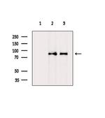 NOC2L Polyclonal Antibody