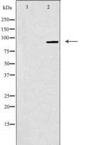 NOC3L Polyclonal Antibody