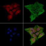 NOL10 Antibody in Immunocytochemistry (ICC/IF)
