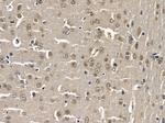 NOL10 Antibody in Immunohistochemistry (Paraffin) (IHC (P))