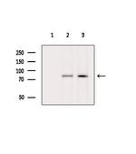 NOL10 Antibody in Western Blot (WB)