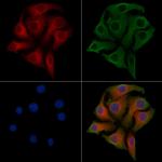 PARD6B Polyclonal Antibody