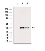 PEX14 Polyclonal Antibody