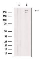 HELZ2 Antibody in Western Blot (WB)