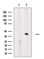 PEX7 Polyclonal Antibody